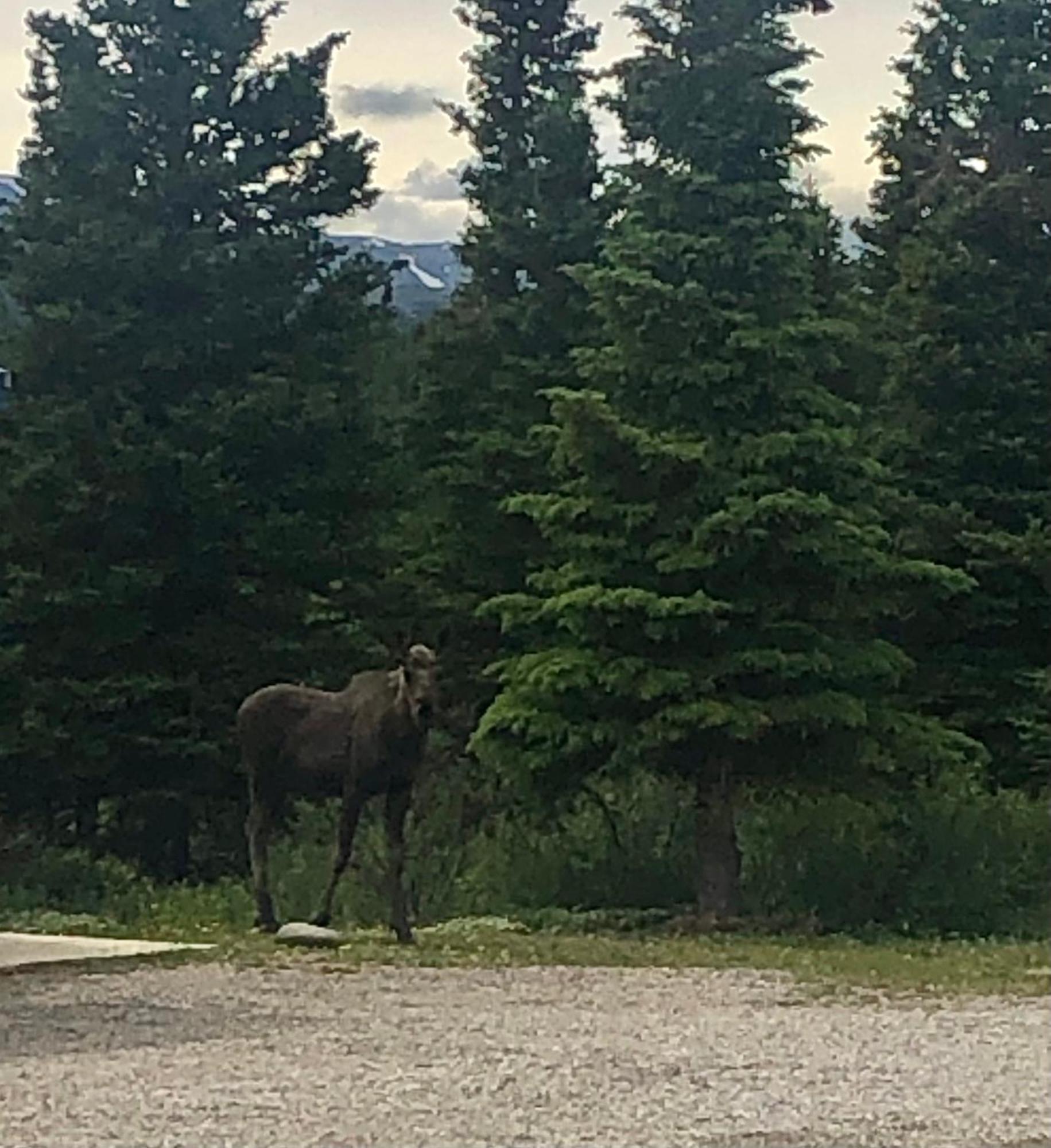 Denali Park Hotel Healy Zewnętrze zdjęcie