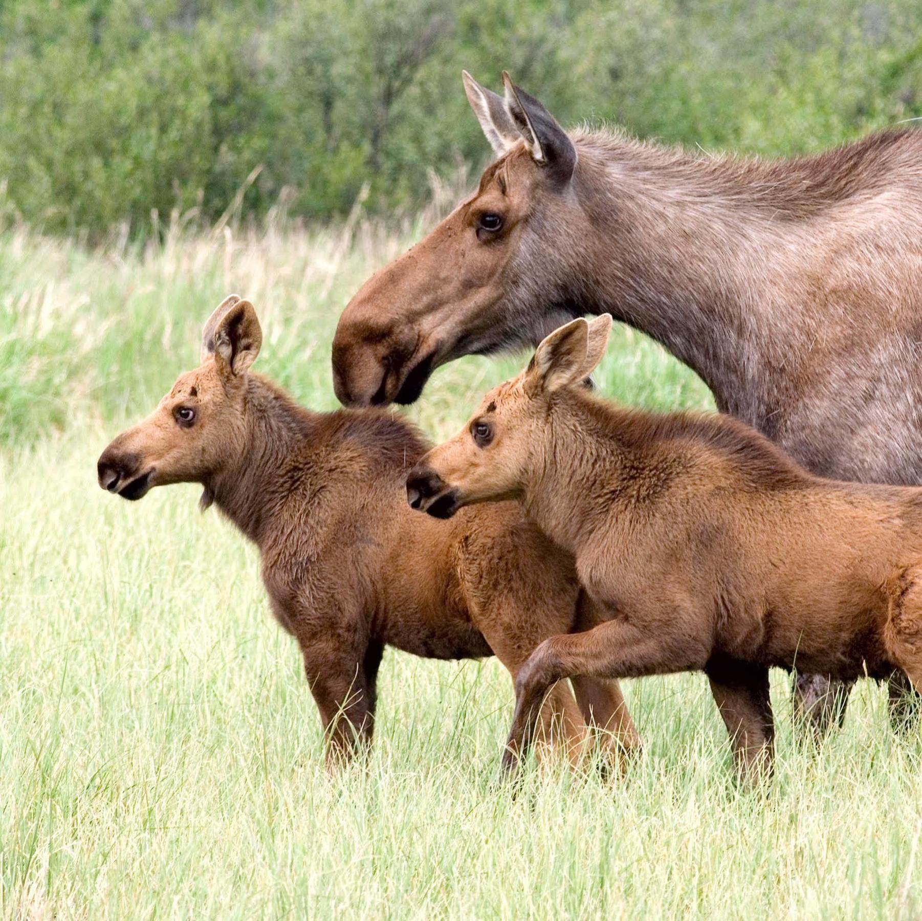 Denali Park Hotel Healy Zewnętrze zdjęcie